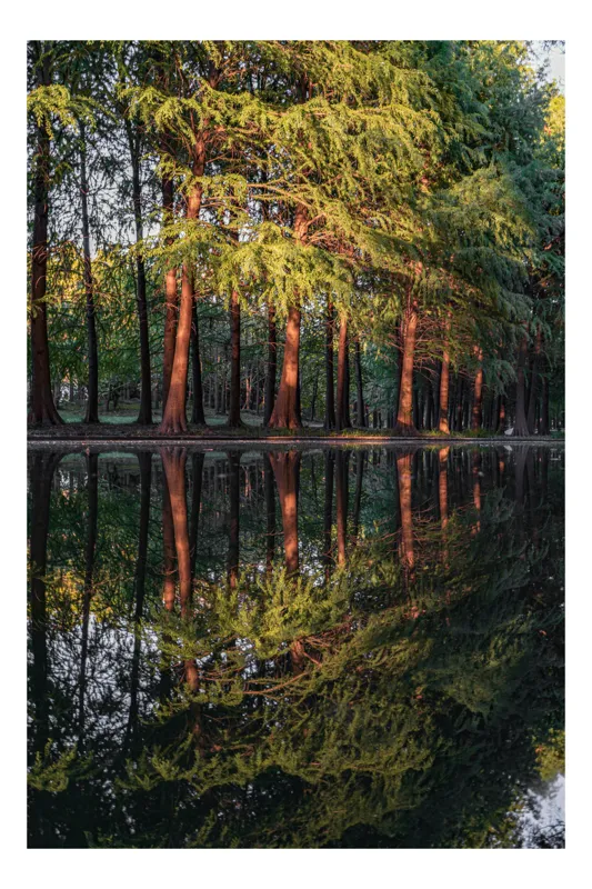 Tablou Canvas, "Reflecțiile liniștitoare ale pădurii verzi", Copaci, Reflecție, Apă, Verdeață, Tranquilitate, Natură, Simetrie, Frunziș, 50 x 90 cm