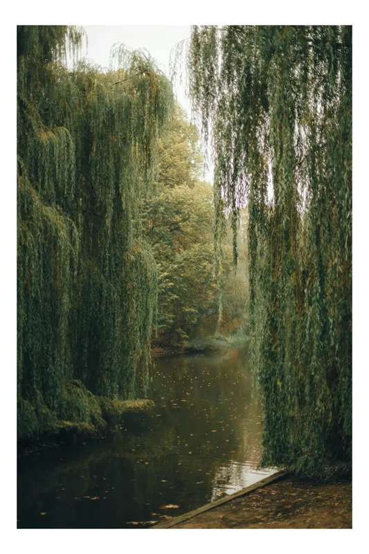 Tablou Canvas, "Melancolie sub sălciile plângătoare", Frunziș, Apă, Melancolie, Natură, Salcie, Toamnă, Reflecție, Liniște., 50 x 50 cm