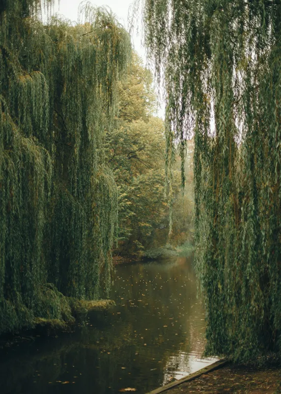 Tablou Canvas, "Melancolie sub sălciile plângătoare", Frunziș, Apă, Melancolie, Natură, Salcie, Toamnă, Reflecție, Liniște., 50 x 70 cm – poza 2