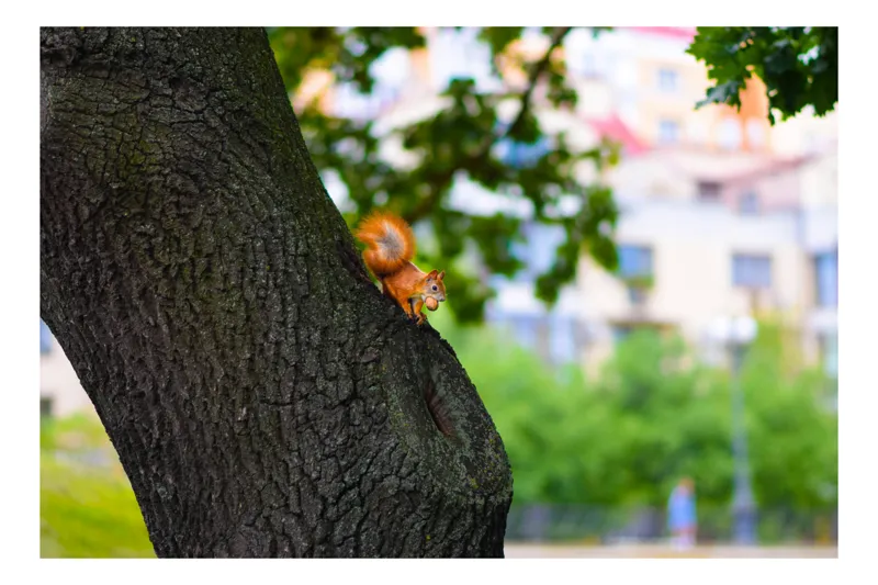 Tablou Canvas, "Veverița și nuca aurie în copac", Veveriță, Copac, Nucă, Parcul, Natură, Ramură, Frunze, Veveriță Roșcată, Trunchi Robust, Fundal Urban., 70 x 50 cm