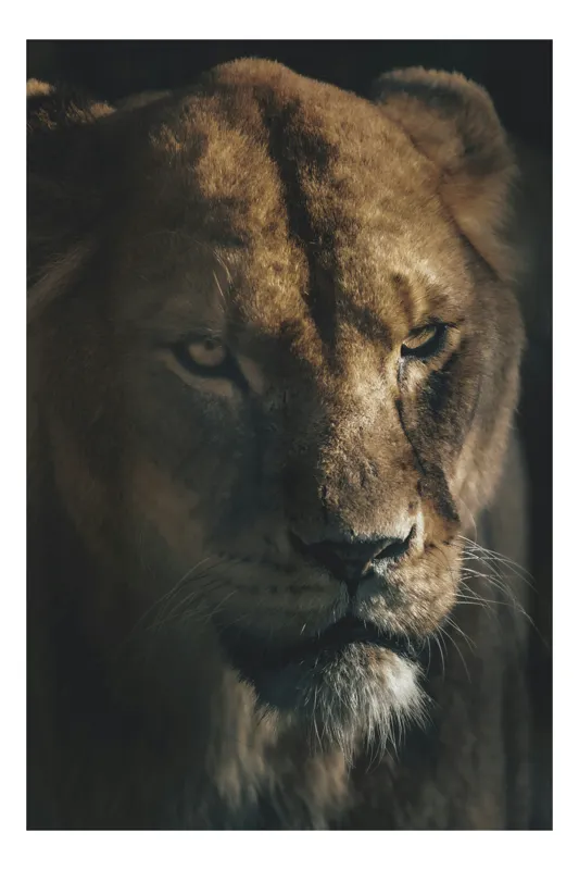 Tablou Canvas, "Regina tainică a savanei africane", Nu știu cine este în imagine., 50 x 90 cm