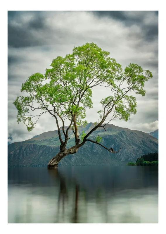 Tablou Canvas, "Copacul singuratic din lac liniștit", Copac, Lac, Nor, Reflecție, Munte, Verde, Singurătate, Natură, 100 x 150 cm