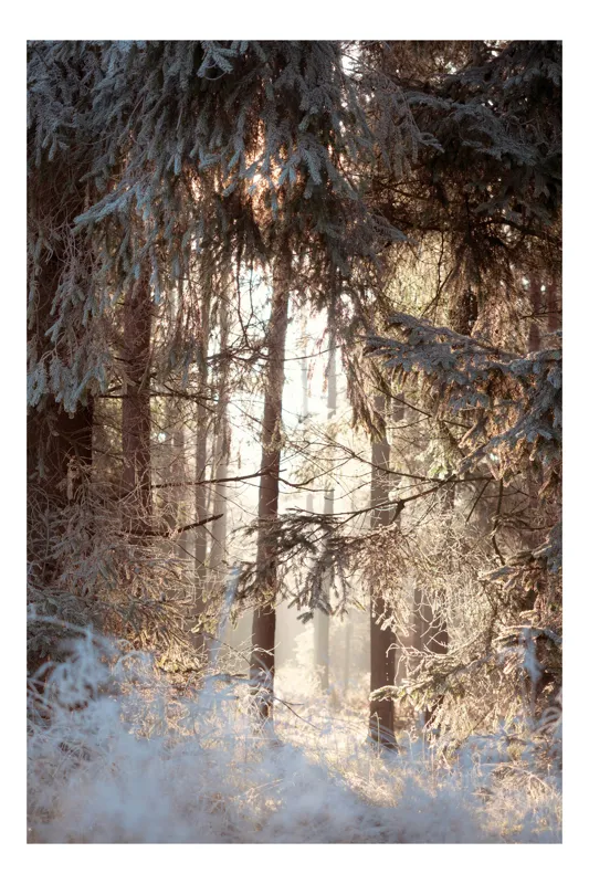Tablou Canvas, "Lumina dimineții printre brazii înghețați", Natura, Pădure, Iarnă, Luminiș, Copaci, Răsărit, Calm, Răcoare, Frumusețe, Liniște, 50 x 70 cm