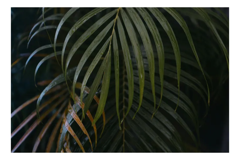 Tablou Canvas, "Frunzele unei jungle misterioase", Frunze, Verzi, Tropice, Suple, Umbre, Textură, Liniștitor, Verdeață, Frunziș, 39 x 26 cm