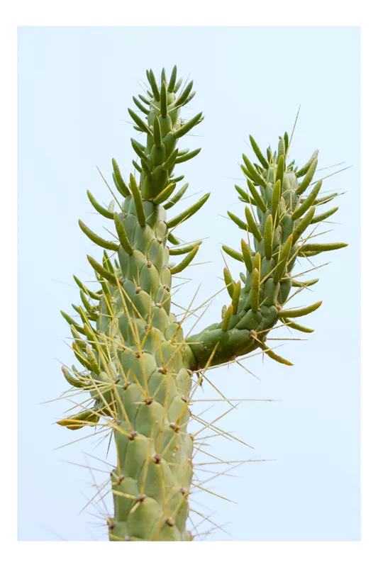 Tablou Canvas, "Cactusul în lumina dimineții", Spin, Verde, Ascuțit, Întins, Exotism, Vârfuri, Luminos, Senin, Desertic, 50 x 90 cm