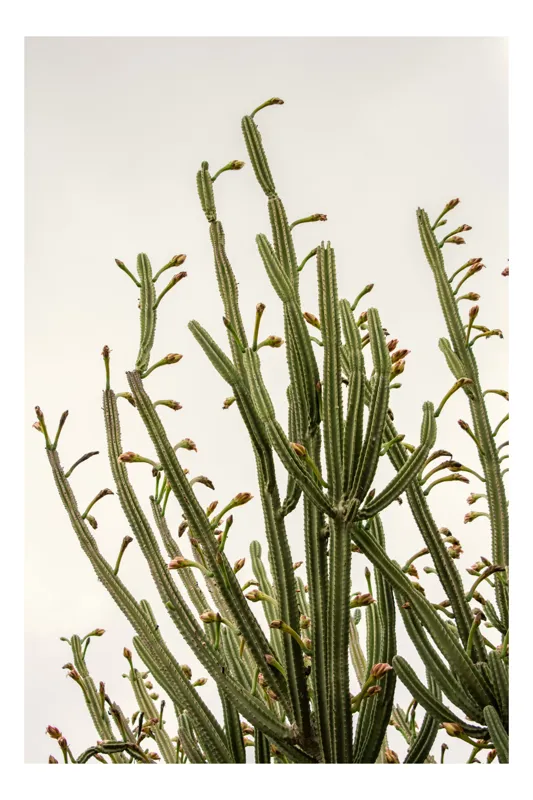 Tablou Canvas, "Cactus în zori de zi ploioasă", Verde, Înalt, Cactus, Ramificat, Cer, Natură, Spini, 100 x 150 cm