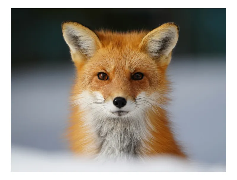 Tablou Canvas, "Vulpea în zăpada tăcută", Fox, Red, Alert, Curious, Fluffy, Whiskers, Ears, Snow, Outdoors, 39 x 26 cm