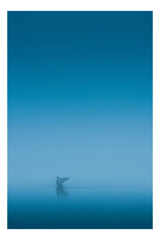 Tablou Canvas, "Pescăruș în zare neclară marină", Aripă, Albastru, Ceață, Reflecție, Liniște, 100 x 100 cm