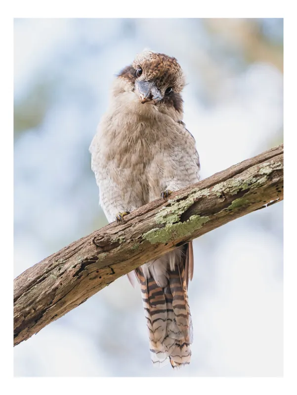 Tablou Canvas, "Kookaburra pe o creangă de copac", Pasăre, Crenguță, Pene, Ochi, Pădure, Natură, Observare, Uimire, Zbor, Curiozitate, 26 x 39 cm