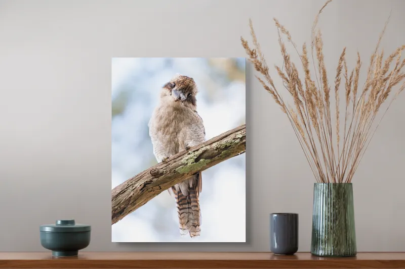 Tablou Canvas, "Kookaburra pe o creangă de copac", Pasăre, Crenguță, Pene, Ochi, Pădure, Natură, Observare, Uimire, Zbor, Curiozitate, 39 x 54 cm – poza 3