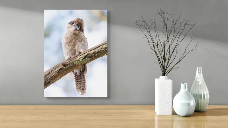 Tablou Canvas, "Kookaburra pe o creangă de copac", Pasăre, Crenguță, Pene, Ochi, Pădure, Natură, Observare, Uimire, Zbor, Curiozitate, 39 x 54 cm – poza 4