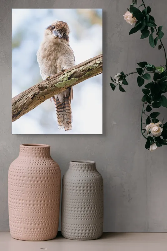 Tablou Canvas, "Kookaburra pe o creangă de copac", Pasăre, Crenguță, Pene, Ochi, Pădure, Natură, Observare, Uimire, Zbor, Curiozitate, 39 x 54 cm – poza 6