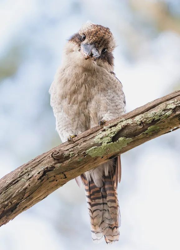 Tablou Canvas, "Kookaburra pe o creangă de copac", Pasăre, Crenguță, Pene, Ochi, Pădure, Natură, Observare, Uimire, Zbor, Curiozitate, 39 x 54 cm – poza 2