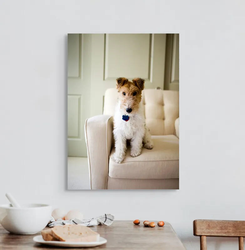 Tablou Canvas, "Câinele curajos pe fotoliu bej", Câine, Scaun, Blană, Urechi, Ochi, Fundal, Luminos, Mobilier, Drăgălaș, Încăpere, 50 x 70 cm – poza 3