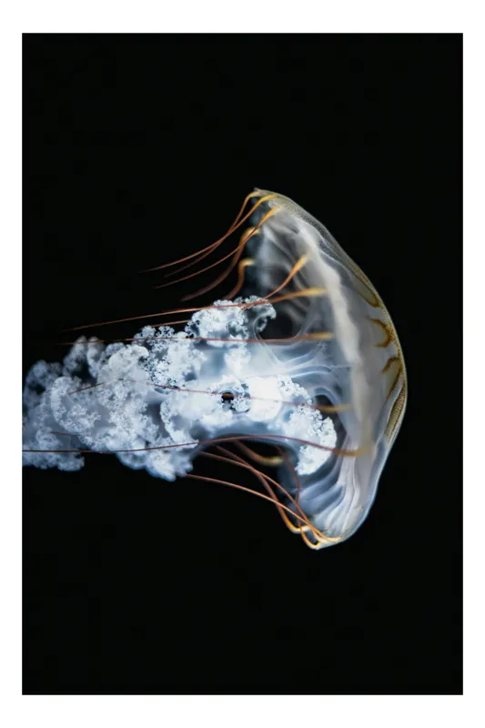 Tablou Canvas, "Meduză dansând în întuneric linistit", Meduză, Eleganță, Grație, Transparență, Mister, Luminiscență, Ocean, Curgere, Natură, Frumusețe, 50 x 90 cm