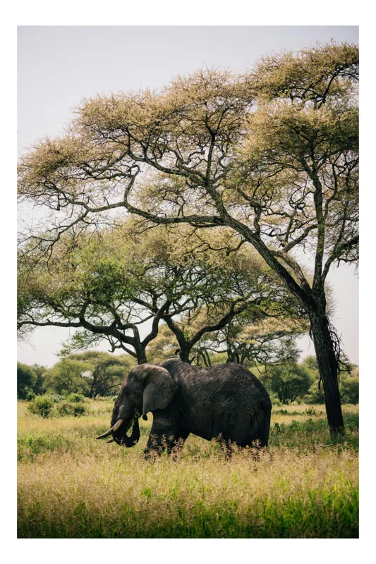 Tablou Canvas, "Elefant singuratic în savana africană", Elefant, Savana, Copaci, Serenitate, Natură, Măreție, Vegetație, Liniște, 39 x 54 cm