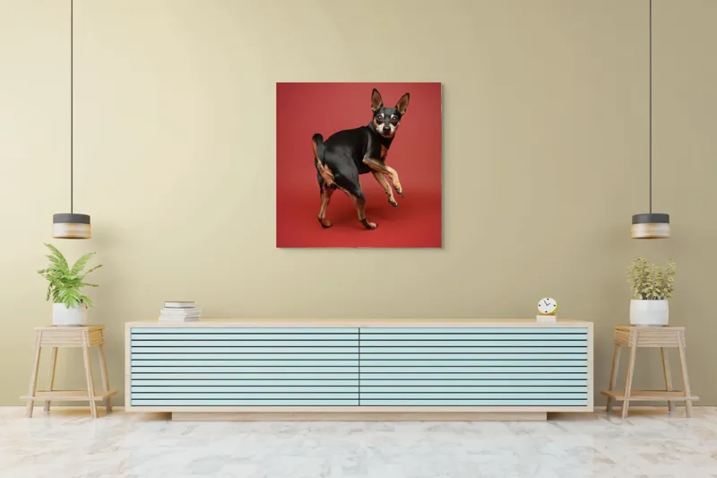 Tablou Canvas, "Cățel curios în decor roșu", 100 x 100 cm – poza 5