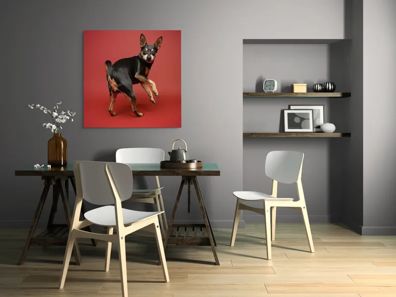 Tablou Canvas, "Cățel curios în decor roșu", 100 x 100 cm – poza 6