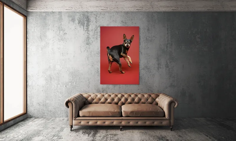 Tablou Canvas, "Cățel curios în decor roșu", 100 x 150 cm – poza 6