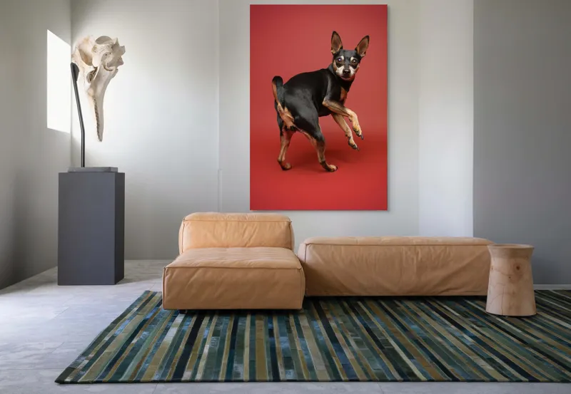 Tablou Canvas, "Cățel curios în decor roșu", 100 x 150 cm – poza 7