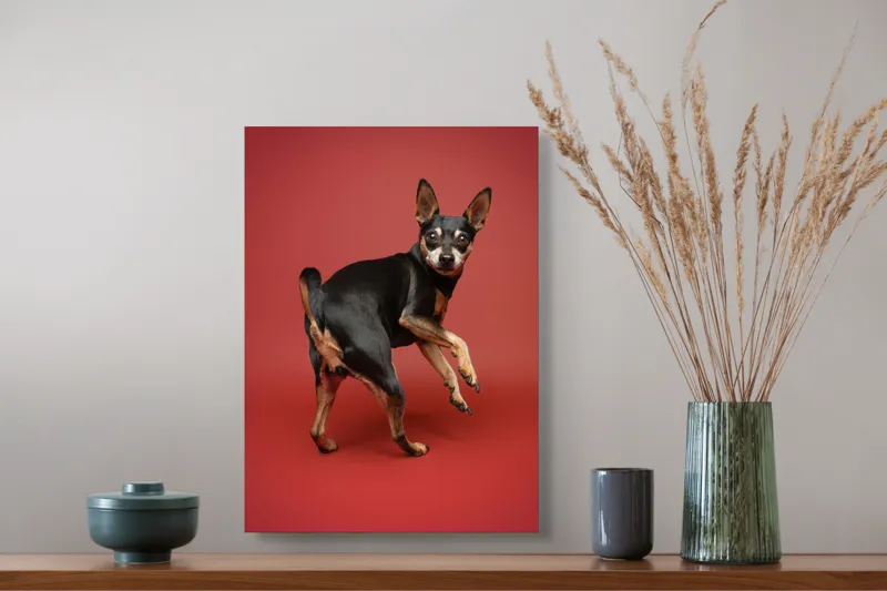 Tablou Canvas, "Cățel curios în decor roșu", 39 x 54 cm – poza 3
