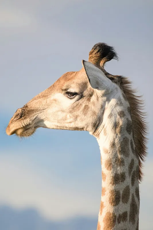 Tablou Canvas, Giraffe, Serengeti, Graceful, Majestic, Spotted, Elegant, Sky, Wildlife, 100 x 150 cm – poza 2
