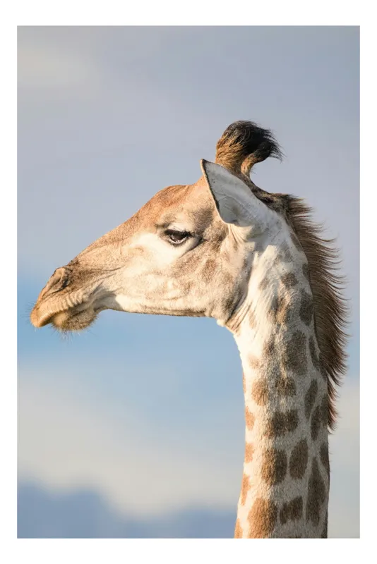 Tablou Canvas, "Nu știu cine este în imagine.", Giraffe, Serengeti, Graceful, Majestic, Spotted, Elegant, Sky, Wildlife, 50 x 50 cm