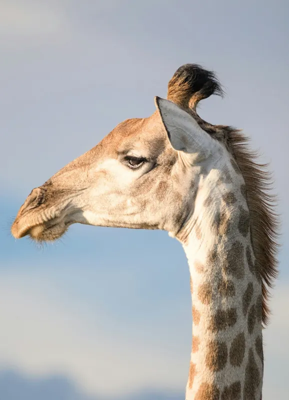 Tablou Canvas, Giraffe, Serengeti, Graceful, Majestic, Spotted, Elegant, Sky, Wildlife, 39 x 54 cm – poza 2