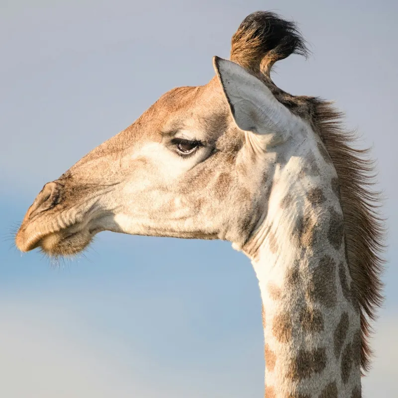 Tablou Canvas, Giraffe, Serengeti, Graceful, Majestic, Spotted, Elegant, Sky, Wildlife, 50 x 50 cm – poza 2