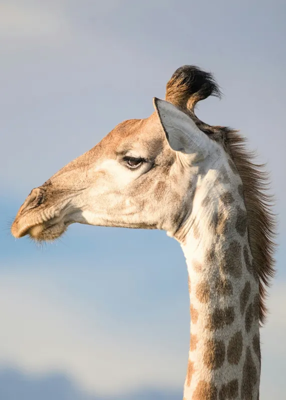 Tablou Canvas, Giraffe, Serengeti, Graceful, Majestic, Spotted, Elegant, Sky, Wildlife, 50 x 70 cm – poza 2