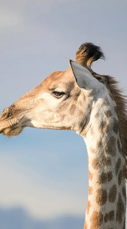 Tablou Canvas, Giraffe, Serengeti, Graceful, Majestic, Spotted, Elegant, Sky, Wildlife, 50 x 90 cm – poza 2
