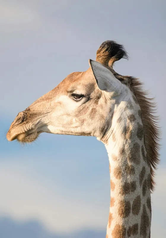 Tablou Canvas, "Nu știu cine este în imagine.", Giraffe, Serengeti, Graceful, Majestic, Spotted, Elegant, Sky, Wildlife, 70 x 100 cm – poza 2
