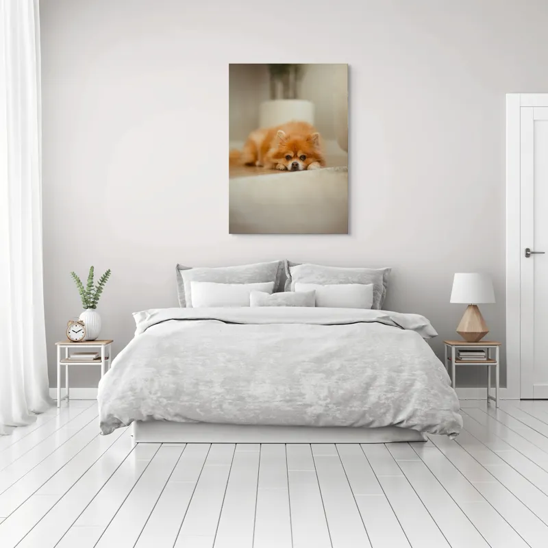 Tablou Canvas, "Cățel toropit de somnul după-amiezii", Blană, Pufos, Odihnă, Podea, Adorabil, Relaxare, Căldură, 70 x 100 cm – poza 3