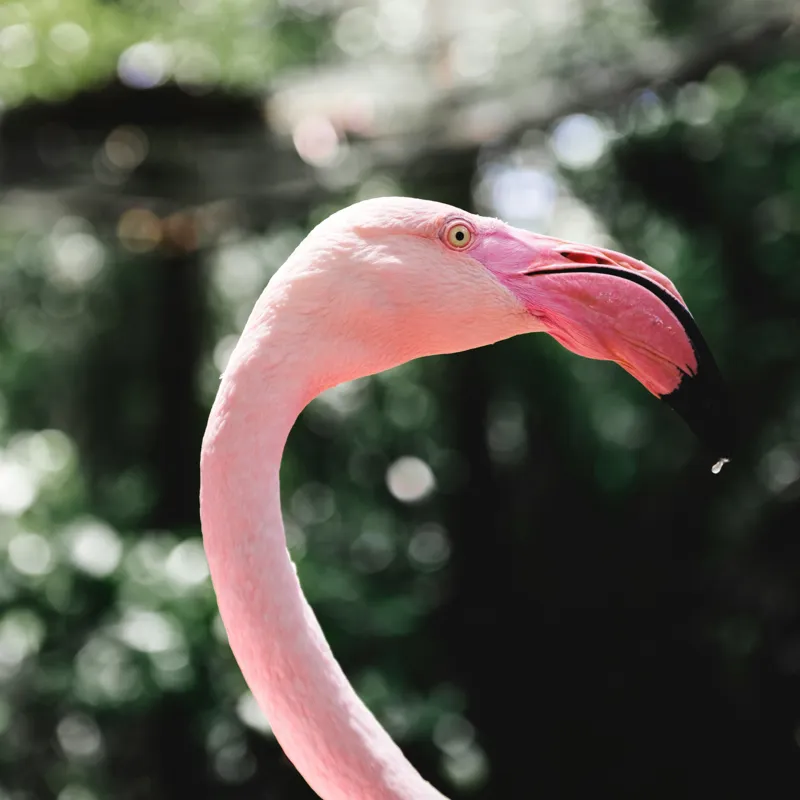 Tablou Canvas, "Flamingo în grădina tropicală luminoasă", 100 x 100 cm – poza 2