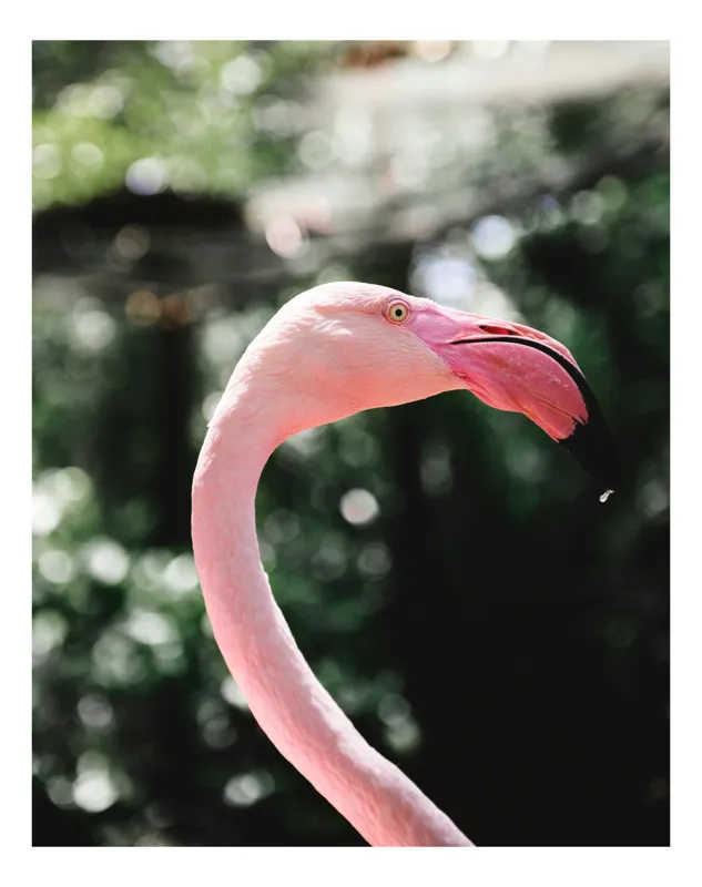 Tablou Canvas, "Flamingo în grădina tropicală luminoasă", Nu știu cine este în imagine., 70 x 100 cm