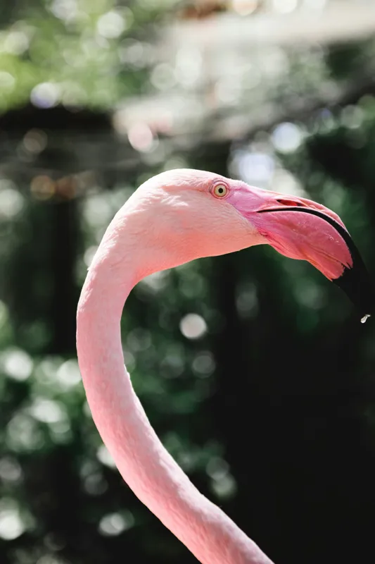 Tablou Canvas, "Flamingo în grădina tropicală luminoasă", 26 x 39 cm – poza 2