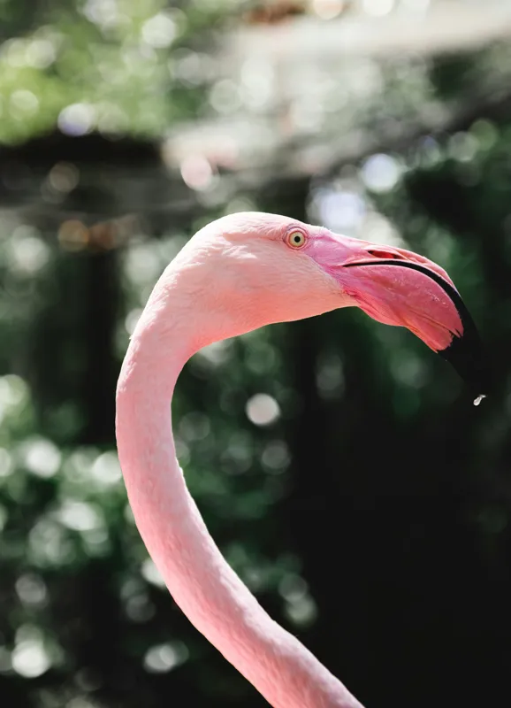 Tablou Canvas, "Flamingo în grădina tropicală luminoasă", 39 x 54 cm – poza 2