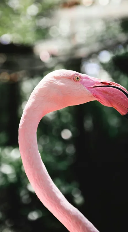 Tablou Canvas, "Flamingo în grădina tropicală luminoasă", 50 x 90 cm – poza 2