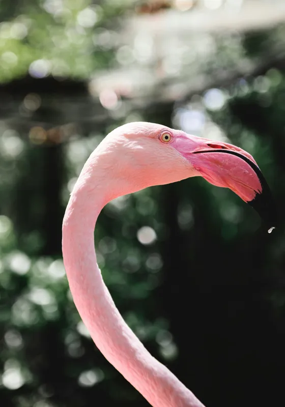 Tablou Canvas, "Flamingo în grădina tropicală luminoasă", 70 x 100 cm – poza 2