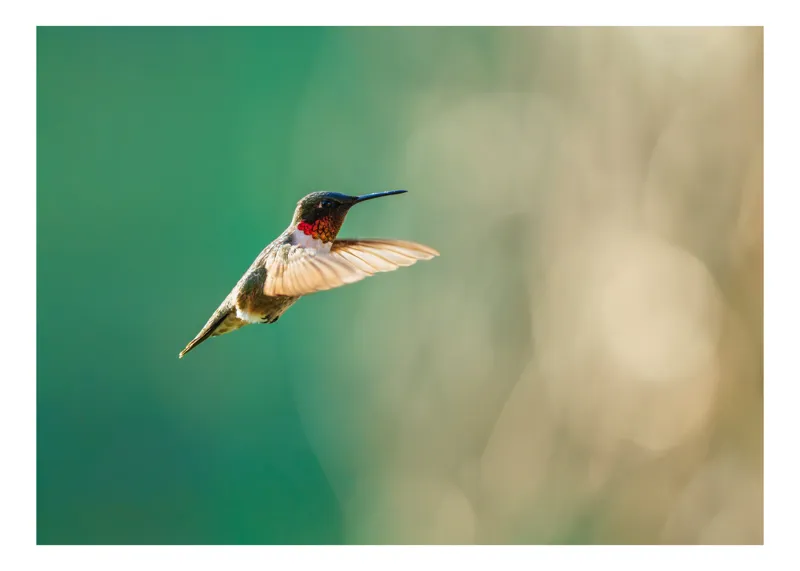 Tablou Canvas, "Colibri în zborul dimineții aurii", Păsăre, Delicatețe, Viteză, Natură, Zbor, Aripi, Verde, Strălucire, Frumusețe, 70 x 50 cm