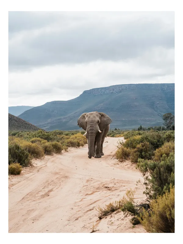 Tablou Canvas, "Elefant singuratic în sălbăticia africană", Elefant, Drum, Munte, Nori, Vegetație, Natură, Sălbăticie, Peisaj, Aventură, Libertate, 100 x 150 cm