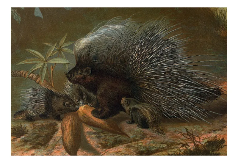Tablou Canvas, "Te rog baga aici frunza tropicală", Spini, Porc, Copac, Noapte, Foarte, Frunze, Pământ, Arici, Familie, Natură, 100 x 70 cm
