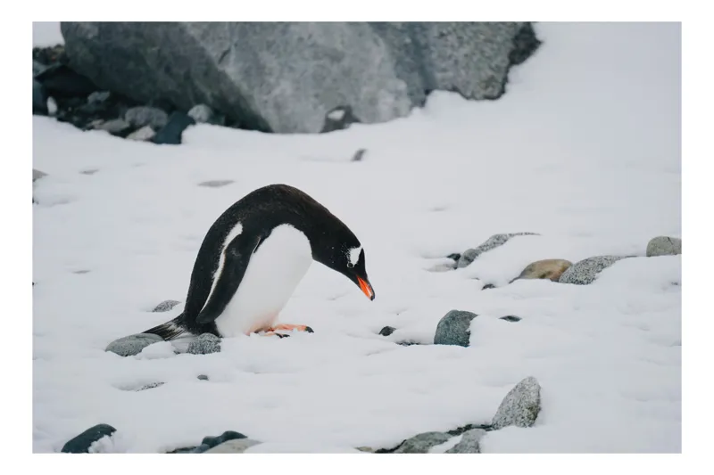 Tablou Canvas, "Pinguinul caută pietre colorate sub zăpadă", Nu pot să identific cine este în imagine, dar pot să spun că este un pinguin în zăpadă., 100 x 100 cm