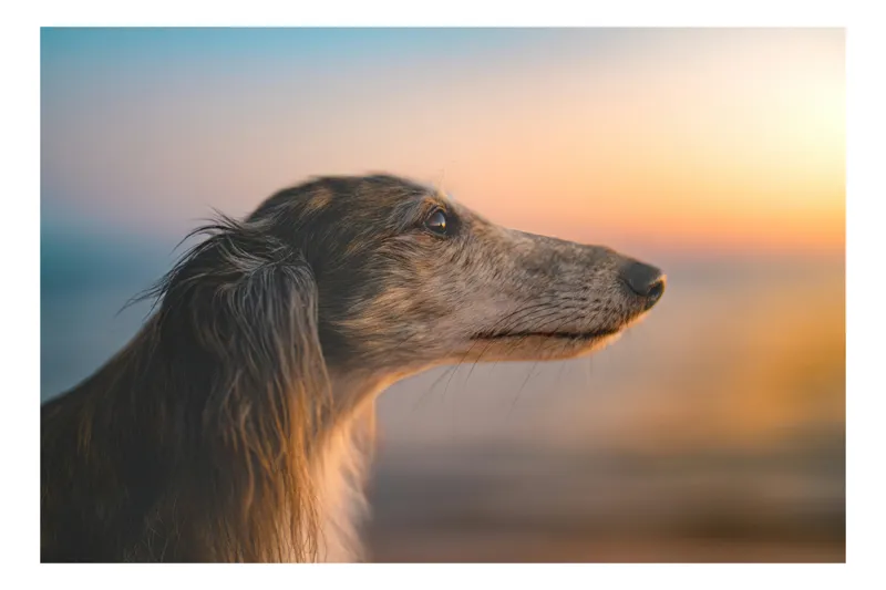 Tablou Canvas, "Câine contemplând apusul pe plajă", Nu pot să spun cine sau ce este în imagine, dar pot să descriu imaginea: Câine, Apus, Plajă, Line, Siluetă, Blană, Cer, Lumină., 150 x 100 cm