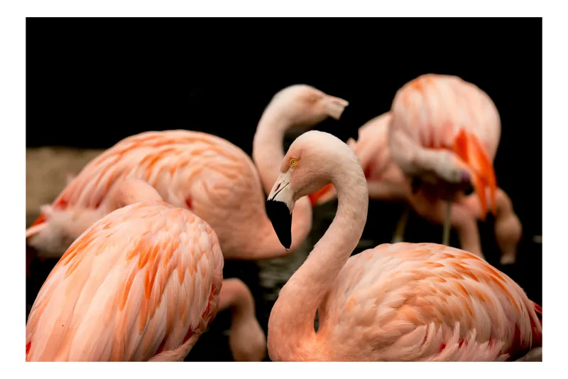 Tablou Canvas, "Grația flamingo în apusul serii", Flamingo, Roz, Pene, Apă, Gratie, Reflexie, Eleganță, Grup, Contrast, Negru, 50 x 50 cm