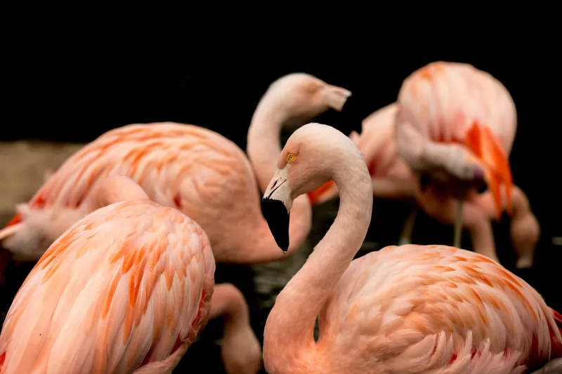 Tablou Canvas, "Grația flamingo în apusul serii", Flamingo, Roz, Pene, Apă, Gratie, Reflexie, Eleganță, Grup, Contrast, Negru, 39 x 26 cm – poza 2