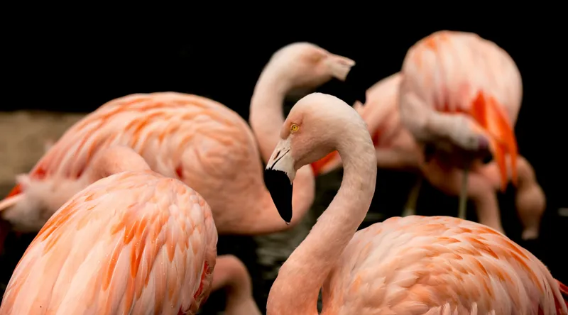 Tablou Canvas, "Grația flamingo în apusul serii", Flamingo, Roz, Pene, Apă, Gratie, Reflexie, Eleganță, Grup, Contrast, Negru, 90 x 50 cm – poza 2