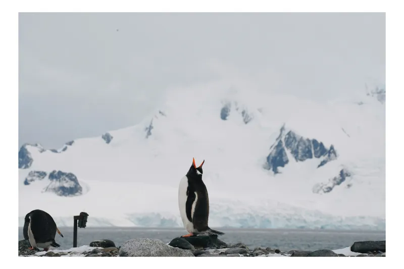 Tablou Canvas, "Pinguini în peisaj polar înghețat", Pinguin, Gheață, Munte, Cer, Ocean, Peisaj, Antarctic, Rocă, Zăpadă, Natură., 100 x 70 cm