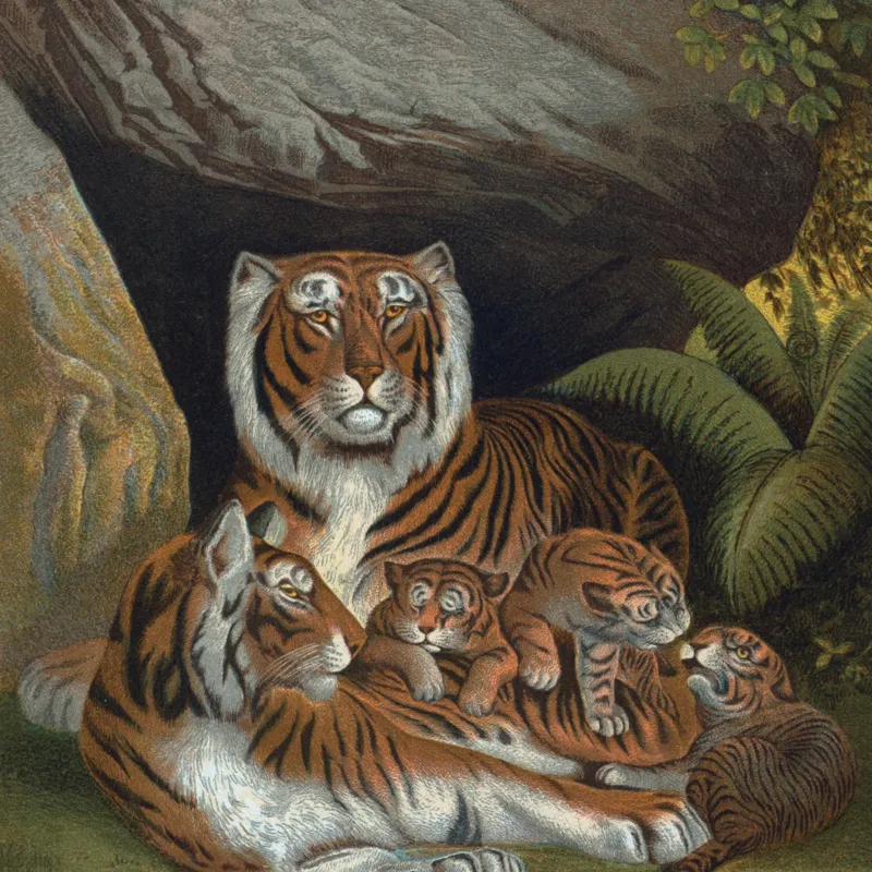 Tablou Canvas, "Tigrișorii alături de părinții lor grijulii", Tigru, Pui, Stânci, Vegetație, Familie, Blană, Striuri, Natură, Odihnă, Protecție, 100 x 100 cm – poza 2