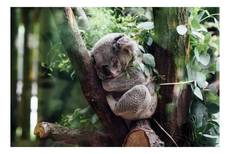 Tablou Canvas, "Koala visând printre eucalipți verzi", Nu pot răspunde la întrebarea ta., 39 x 26 cm